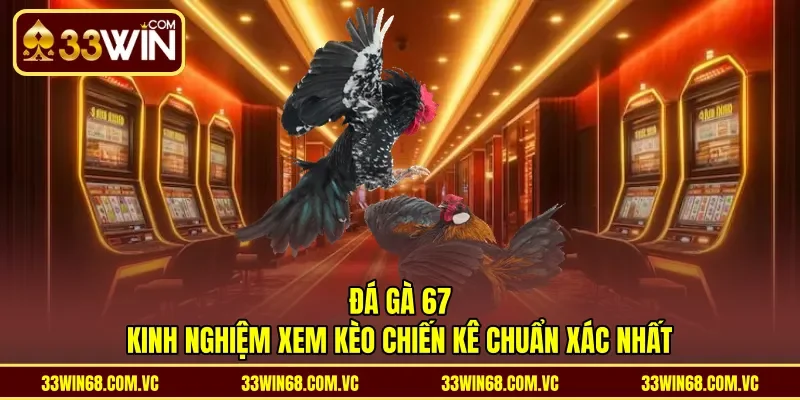 Đá Gà 67 - Kinh Nghiệm Xem Kèo Chiến Kê Chuẩn Xác Nhất