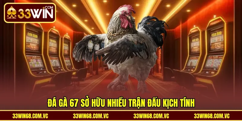 đá gà 67 sở hữu nhiều trận đấu kịch tính