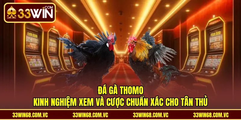 Đá Gà Thomo - Kinh Nghiệm Xem Và Cược Chuẩn Xác Cho Tân Thủ