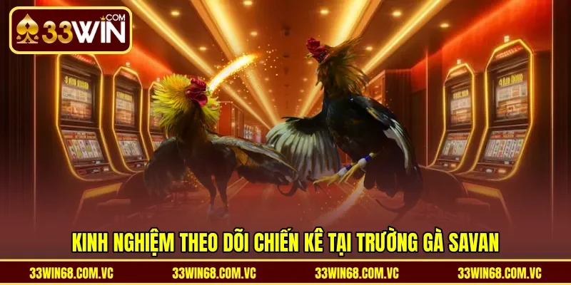 Kinh nghiệm theo dõi chiến kê tại trường gà Savan