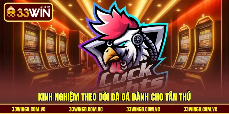 Kinh nghiệm theo dõi đá gà dành cho tân thủ