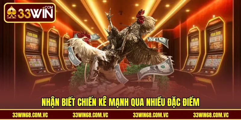 Nhận biết chiến kê mạnh qua nhiều đặc điểm