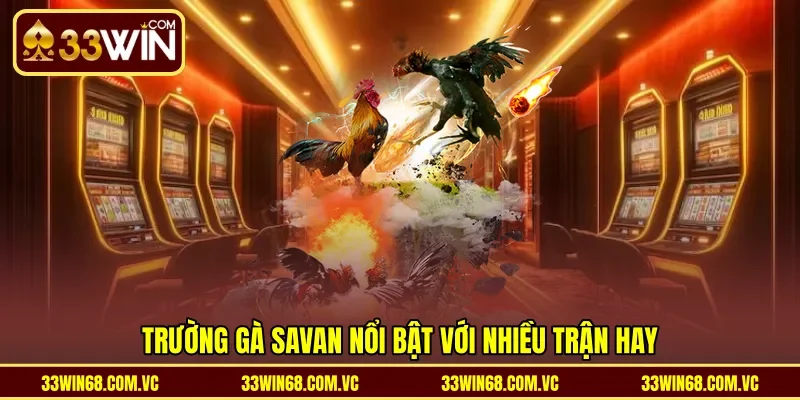Trường gà Savan nổi bật với nhiều trận hay